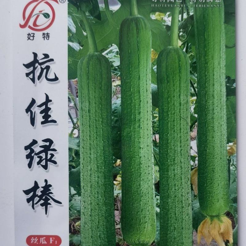 肉丝瓜种子抗佳绿棒早熟青绿色结瓜早产瓜条顺直高产