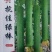 肉丝瓜种子抗佳绿棒早熟青绿色结瓜早产瓜条顺直高产