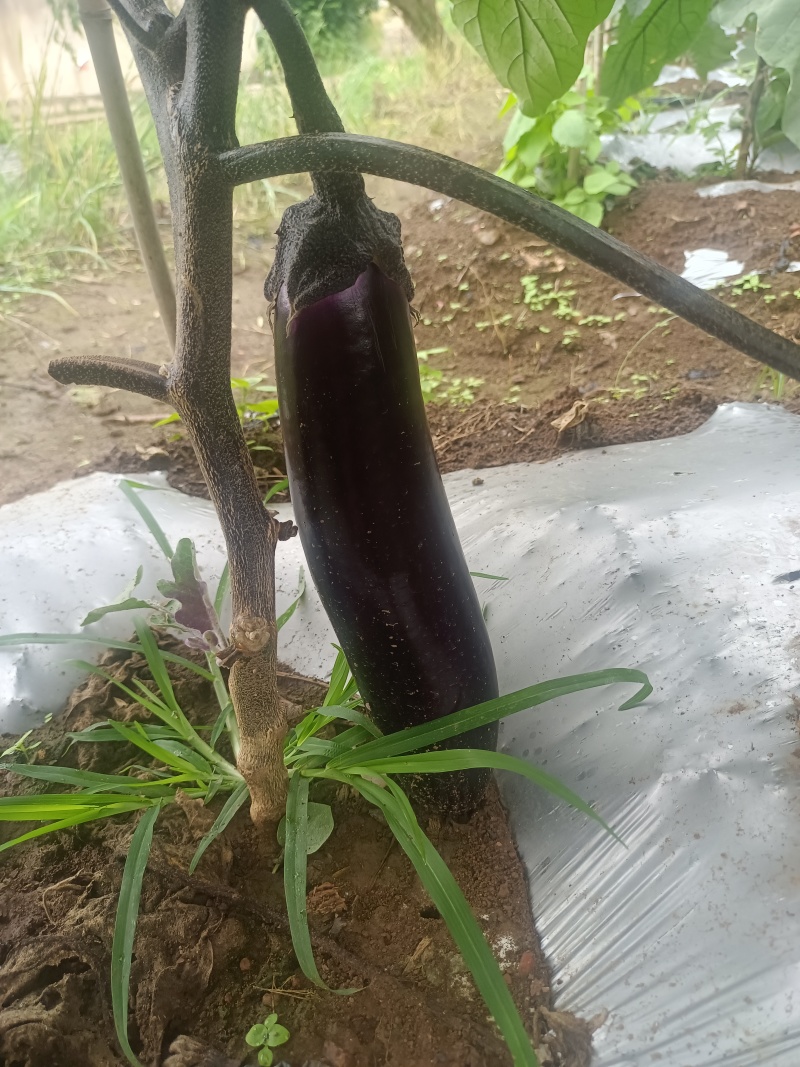 贵州精品烧烤茄。大量供应。支持各种包装，支持市场商超电商