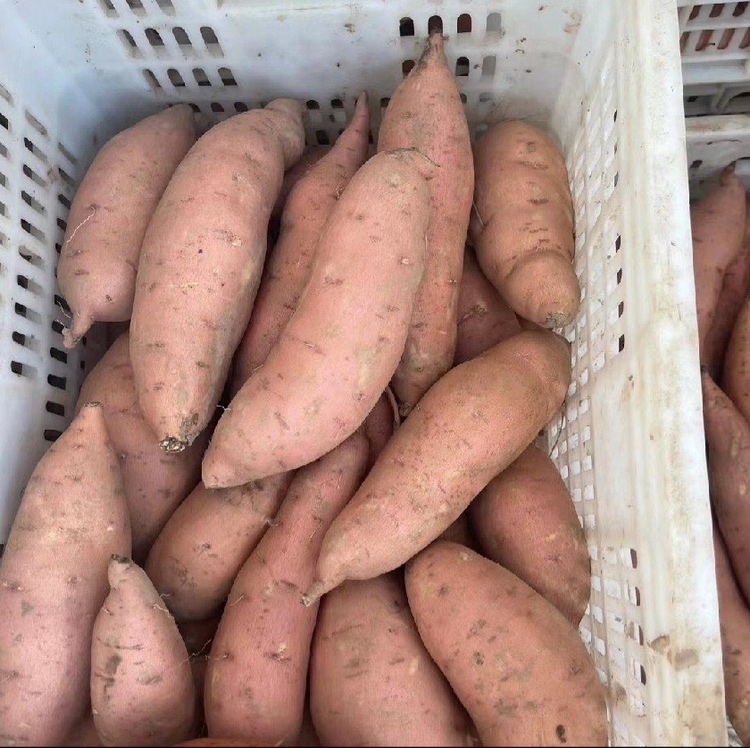 龙薯9号的三种健康烹饪方式展示图