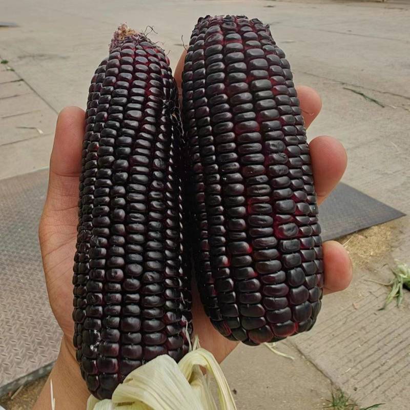 黑玉米大量供应