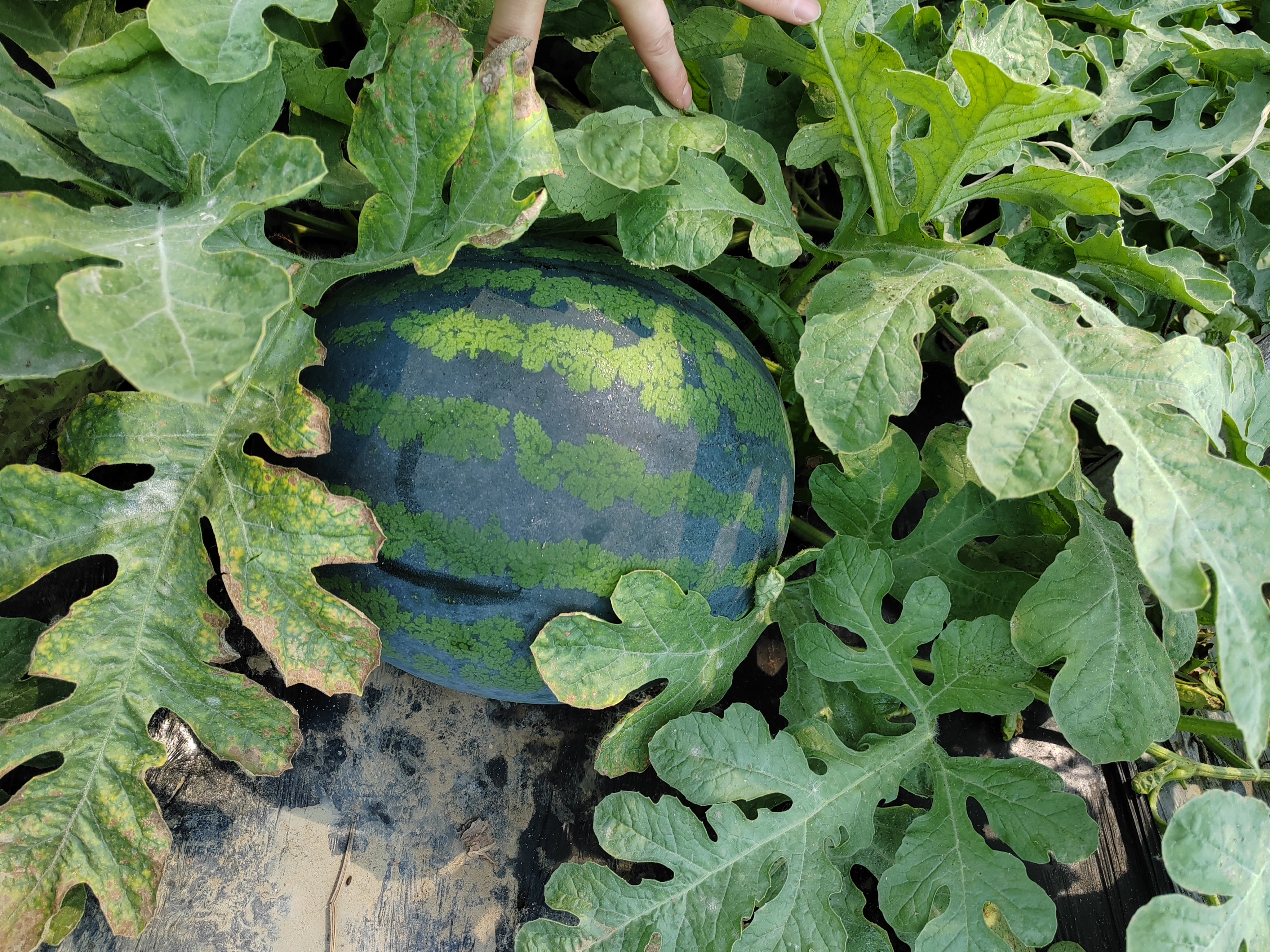 瓜树模式与传统栽培对比数据看板