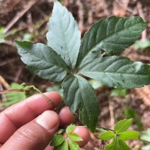 绞股蓝（价格随市场行情）