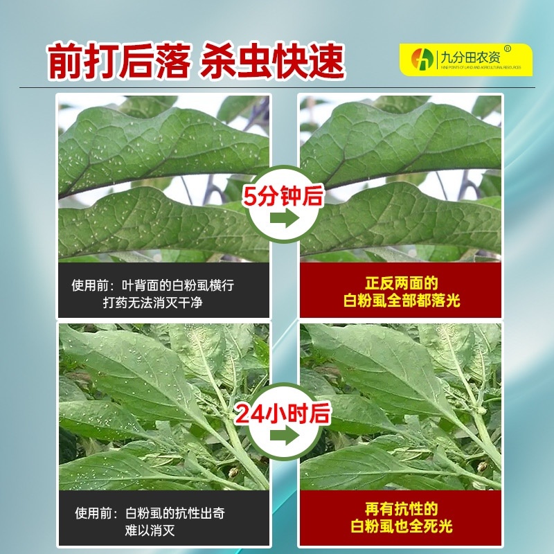 九分田白粉虱专用辣椒西红柿茄子花卉白粉虱农药杀虫剂