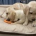 自家繁育：拉布拉多幼犬