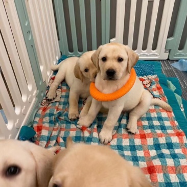 自家繁育：拉布拉多幼犬