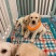 自家繁育：拉布拉多幼犬