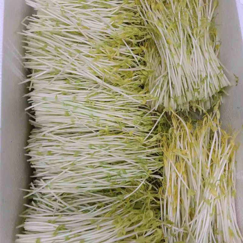 武汉精品豌豆苗，货量足，品质好，可视频看货