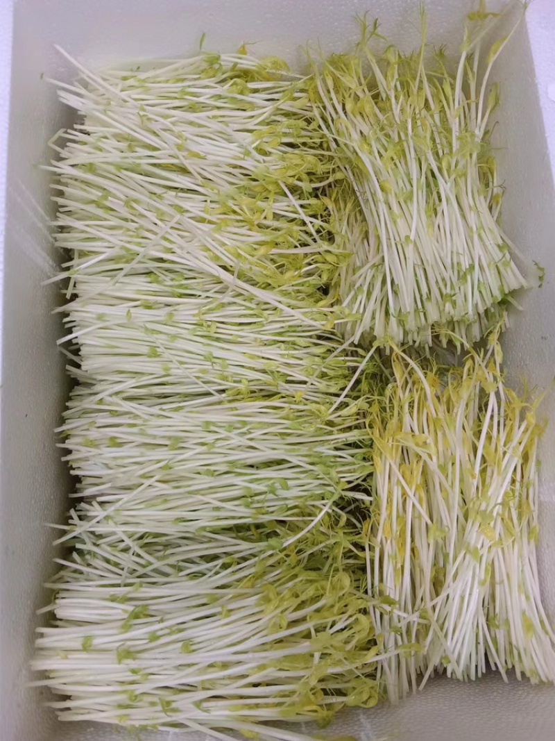 武汉精品豌豆苗，货量足，品质好，可视频看货