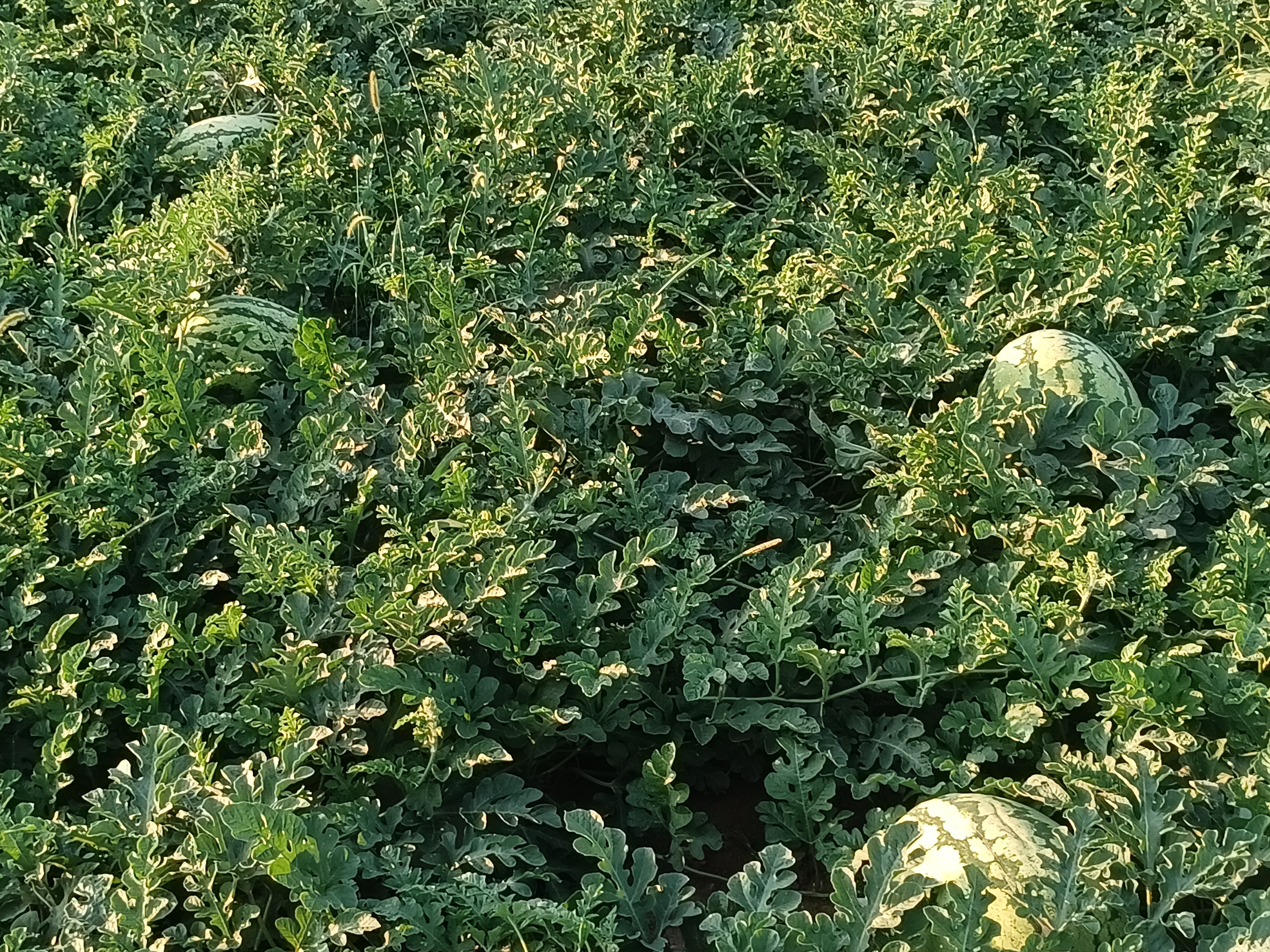 展示金美都西瓜种植园内游客正在采摘的场景,背景为整齐排列的瓜田,阳光明媚 金美都西瓜采摘园实景图