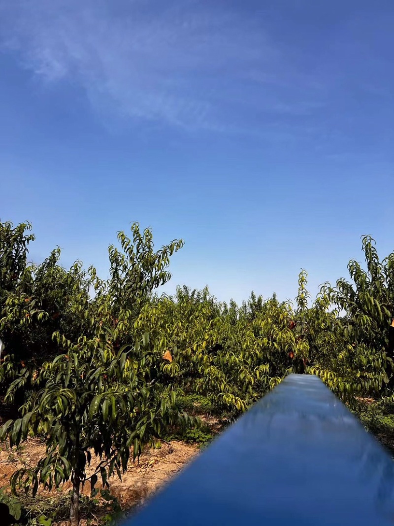 江苏徐州黄桃大量上市，价格美丽，独自嫁接技术口味独特