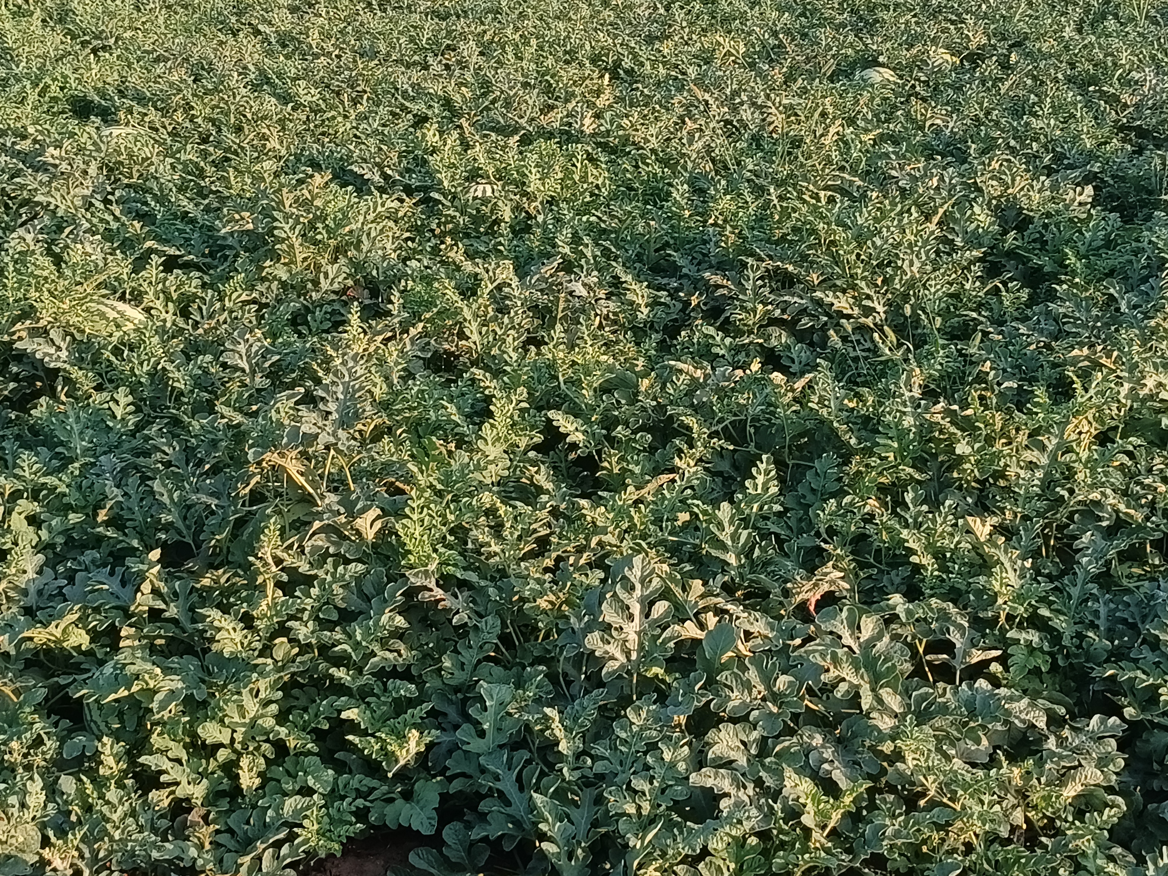 西瓜与绿豆轮作种植示意图