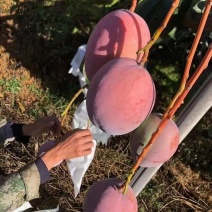 攀枝花凯特芒、大青皮芒