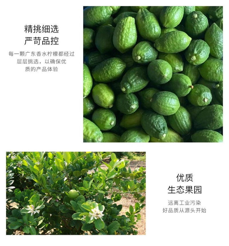 广东香水柠檬新鲜一级果无籽青柠檬奶茶店专用自家果园直销