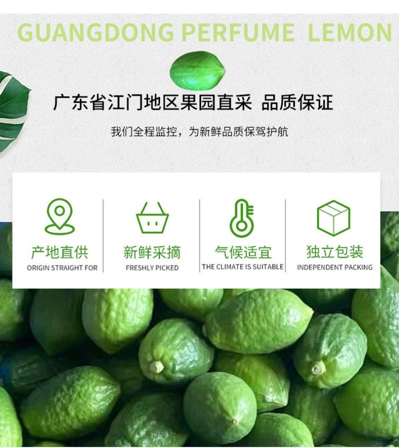 广东香水柠檬新鲜一级果无籽青柠檬奶茶店专用自家果园直销