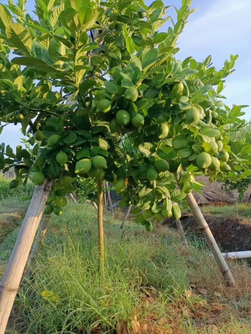 广东香水柠檬新鲜一级果无籽青柠檬奶茶店专用自家果园直销