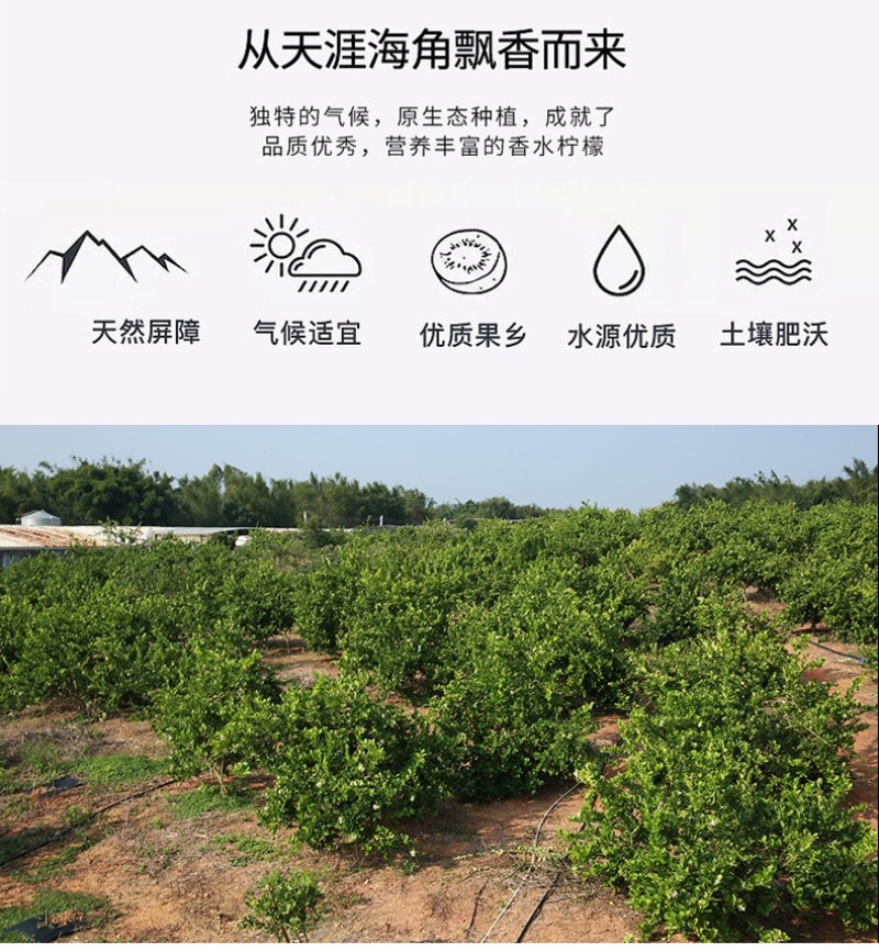 广东香水柠檬新鲜一级果无籽青柠檬奶茶店专用自家果园直销