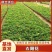 太阳花苗木基地直供量大价优欢迎来电洽谈小杯大杯都有