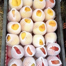 江苏徐州黄桃，大量供应品质保证可视频看货欢迎咨询
