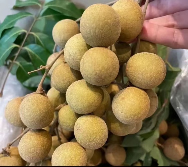 精品石硖储良龙眼大量上市