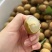 精品石硖储良龙眼大量上市