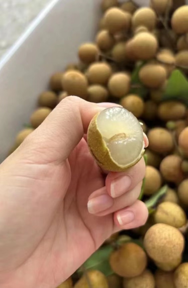 精品石硖储良龙眼大量上市