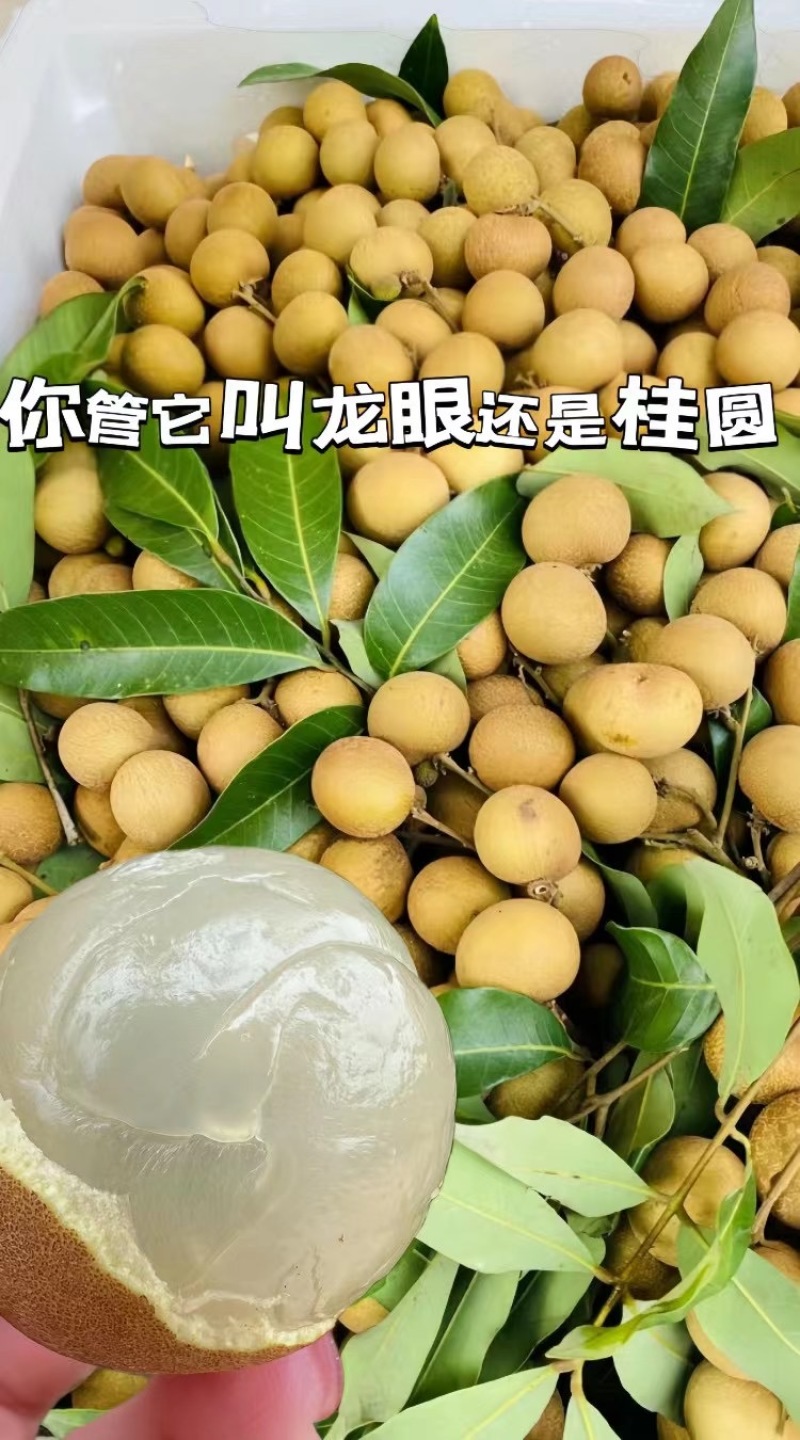 精品石硖储良龙眼大量上市