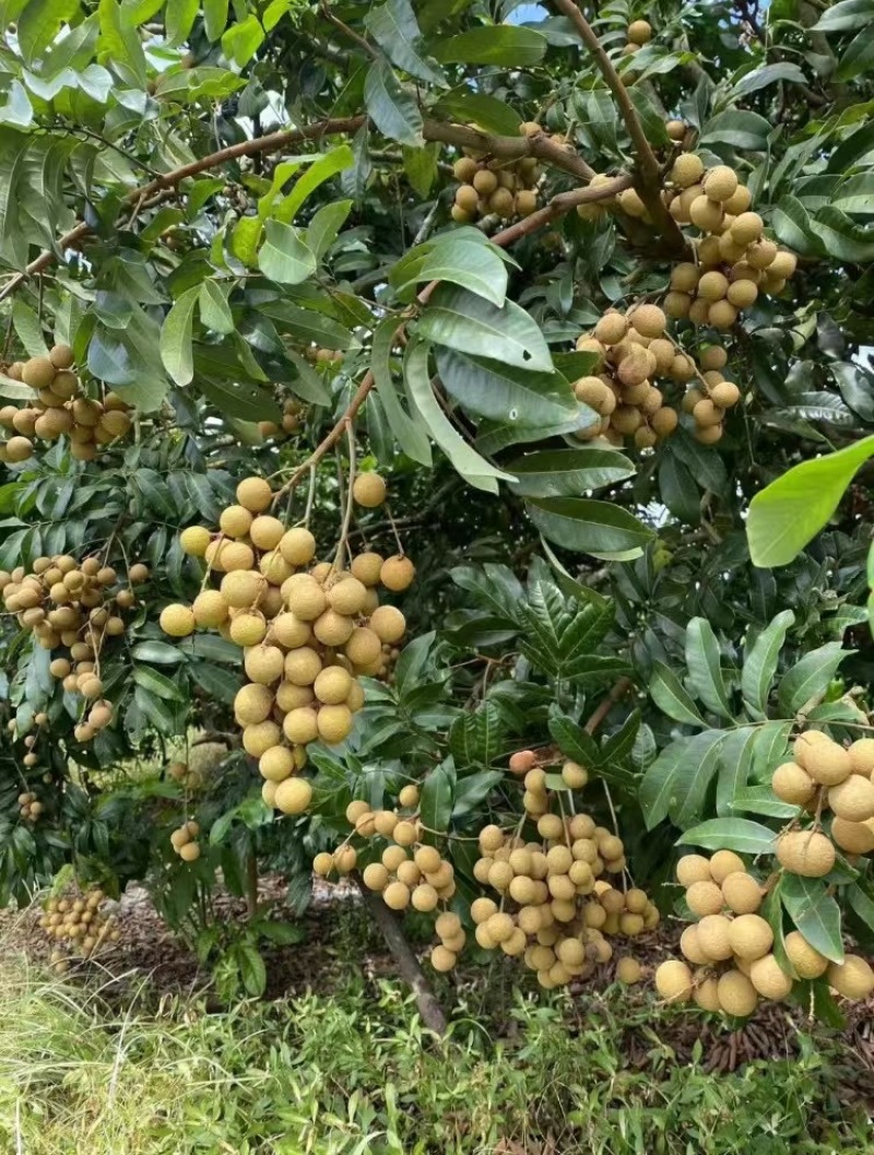精品石硖储良龙眼大量上市
