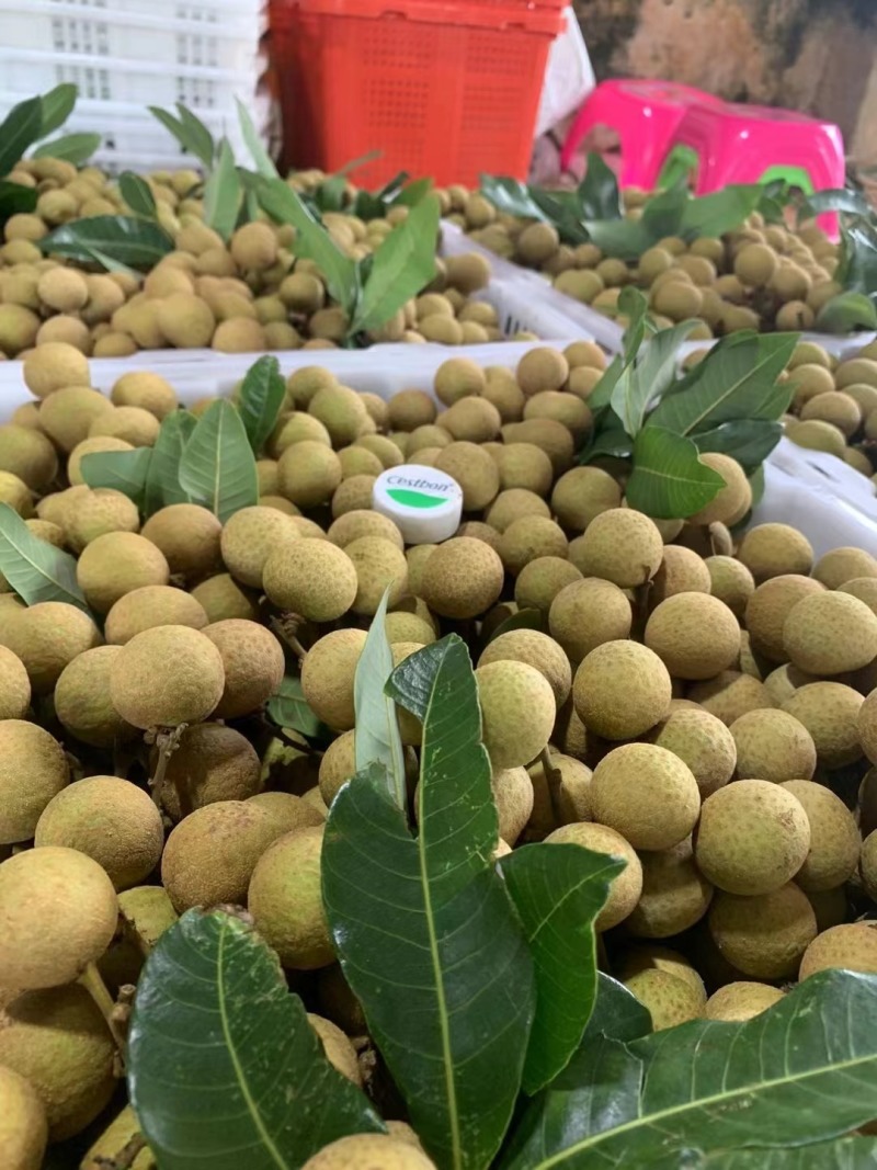 精品石硖储良龙眼大量上市