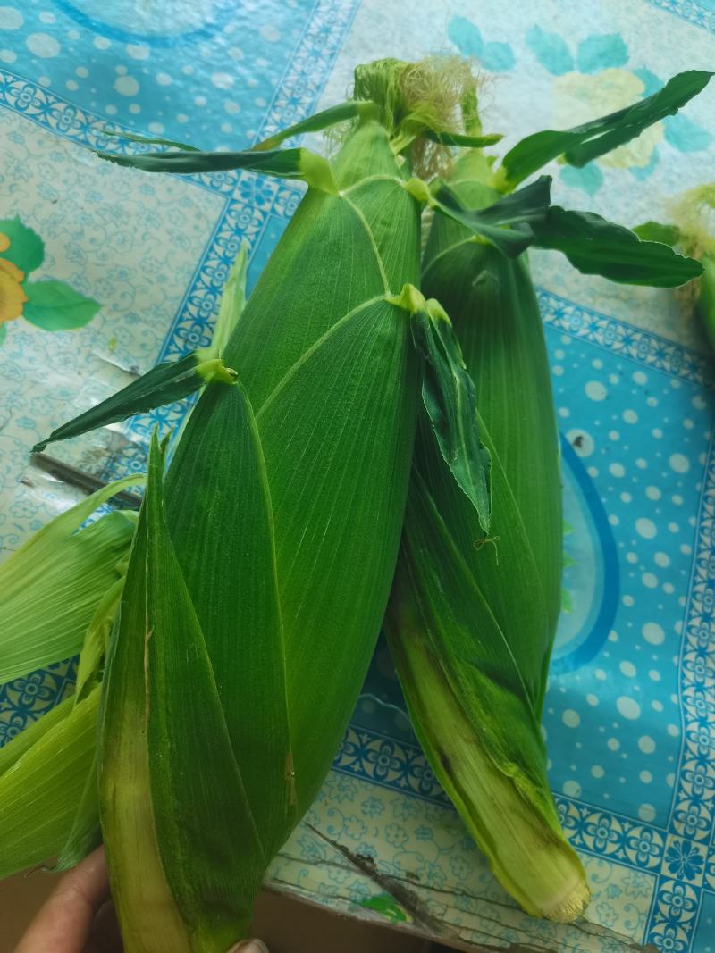 大棒鲜玉米下来了，
