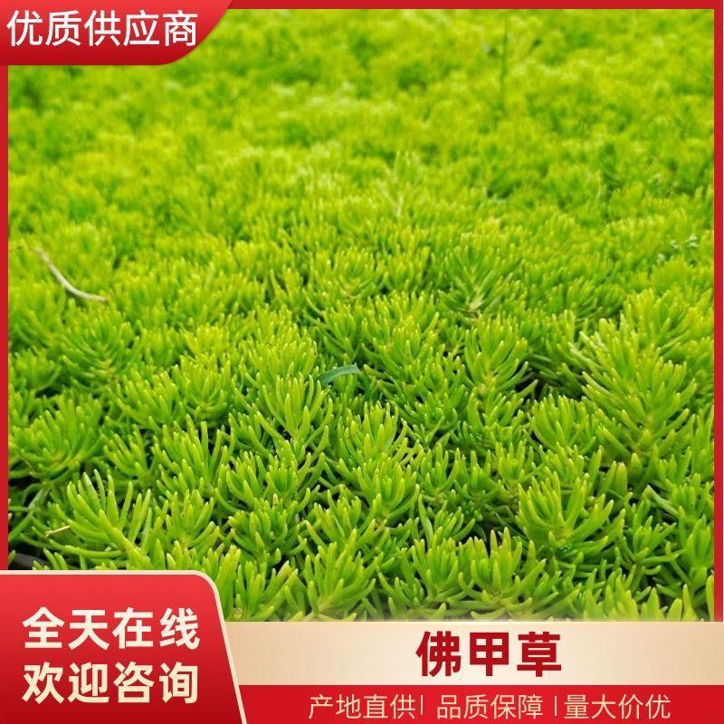 金叶佛甲草大量供货产地直发价格美丽支持视频看货来电