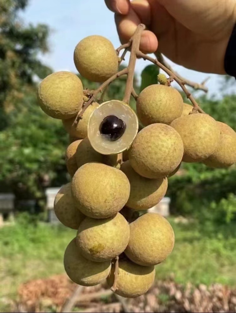 精品石硖储良龙眼