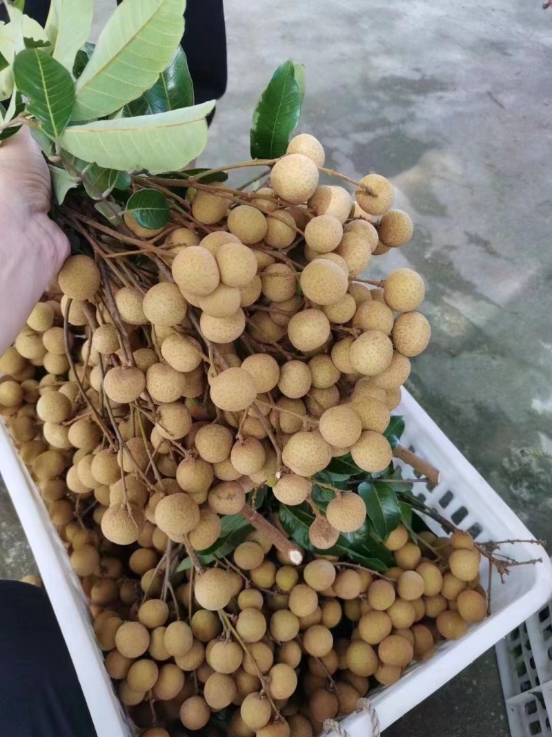 精品石硖储良龙眼