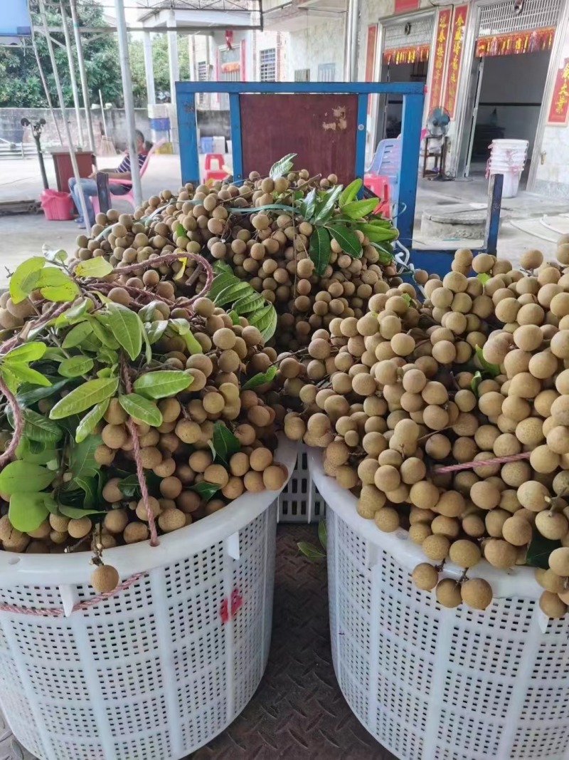 精品石硖储良龙眼