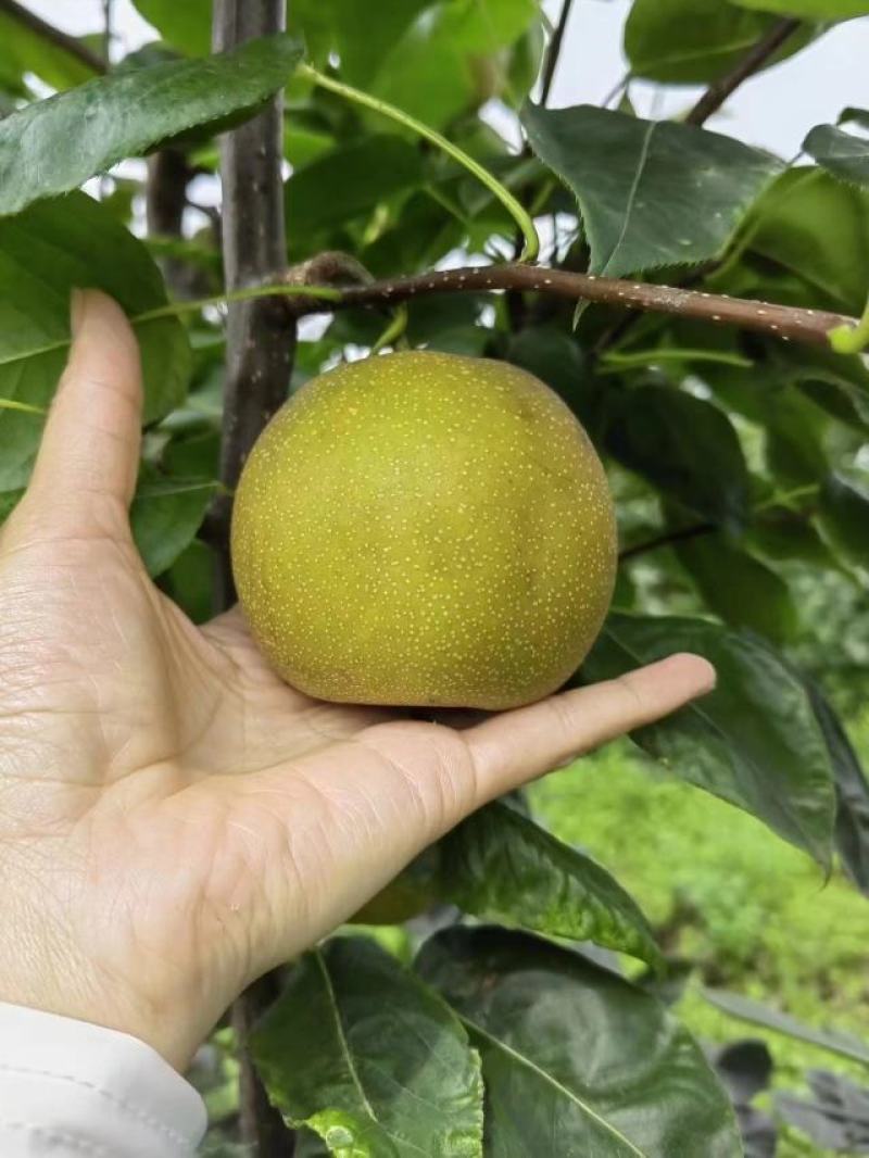 脆冠梨