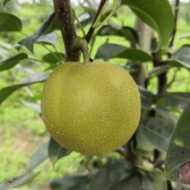 脆冠梨
