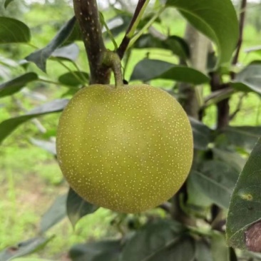 脆冠梨