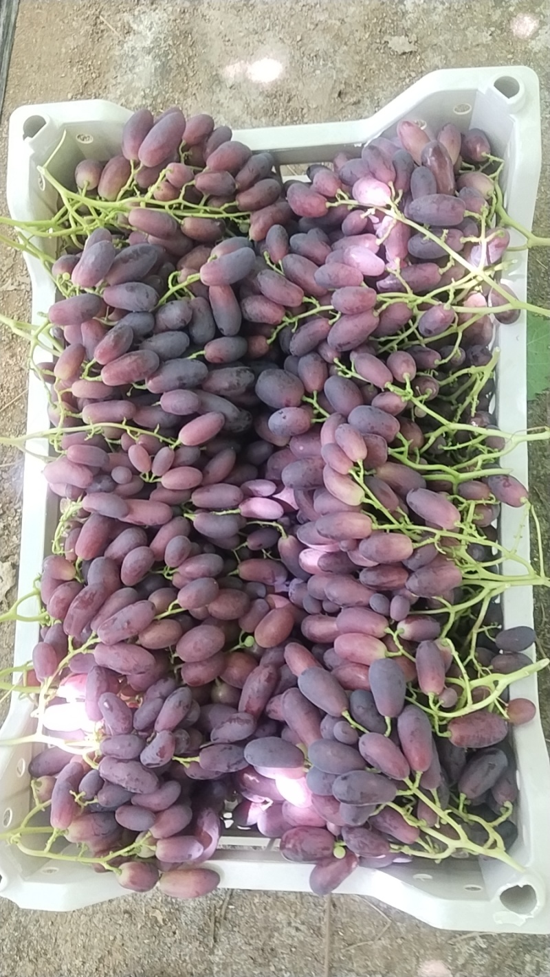 辽南沙尔葡萄大量上市中口感脆甜糖度二十左右量大从优
