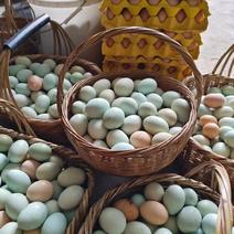 精品鸡蛋绿壳土鸡蛋货源充足量大从优质量保证欢迎咨询