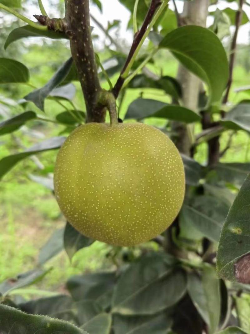 脆冠梨