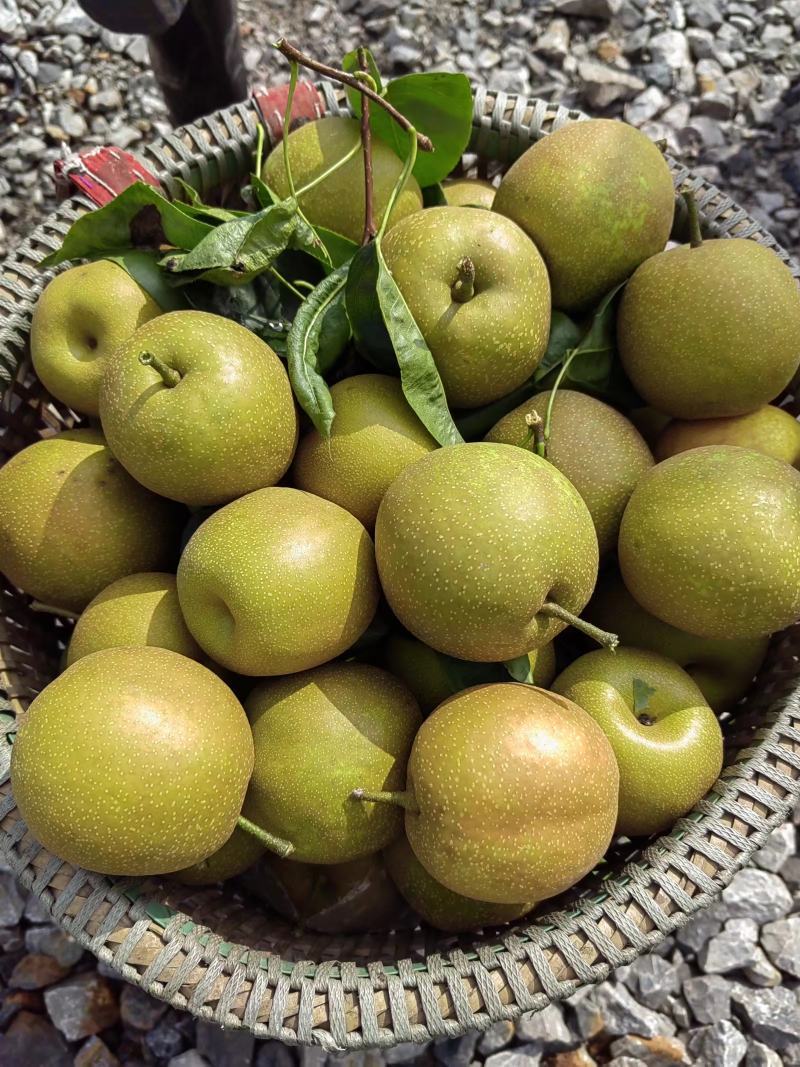 脆冠梨