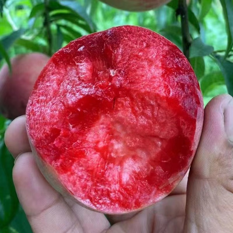 湖北紫玉血桃，高山露天种植，自然成熟