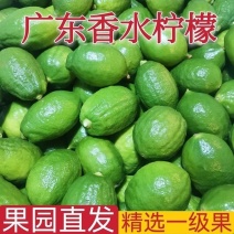 广东香水柠檬零售包邮，产地一手货源充足，质量保证