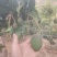 精品芒果，养胃，口感好，四川芒果量大价优可供市场商超电商
