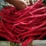 红线椒有货了产地直发大量有货质量保证