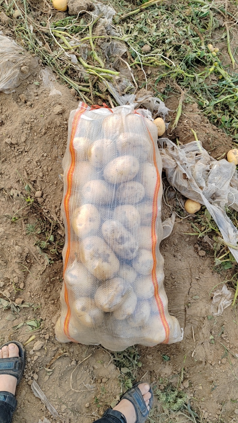 开封通许冷库大个头沃土，提供各种规格包装，全国代发