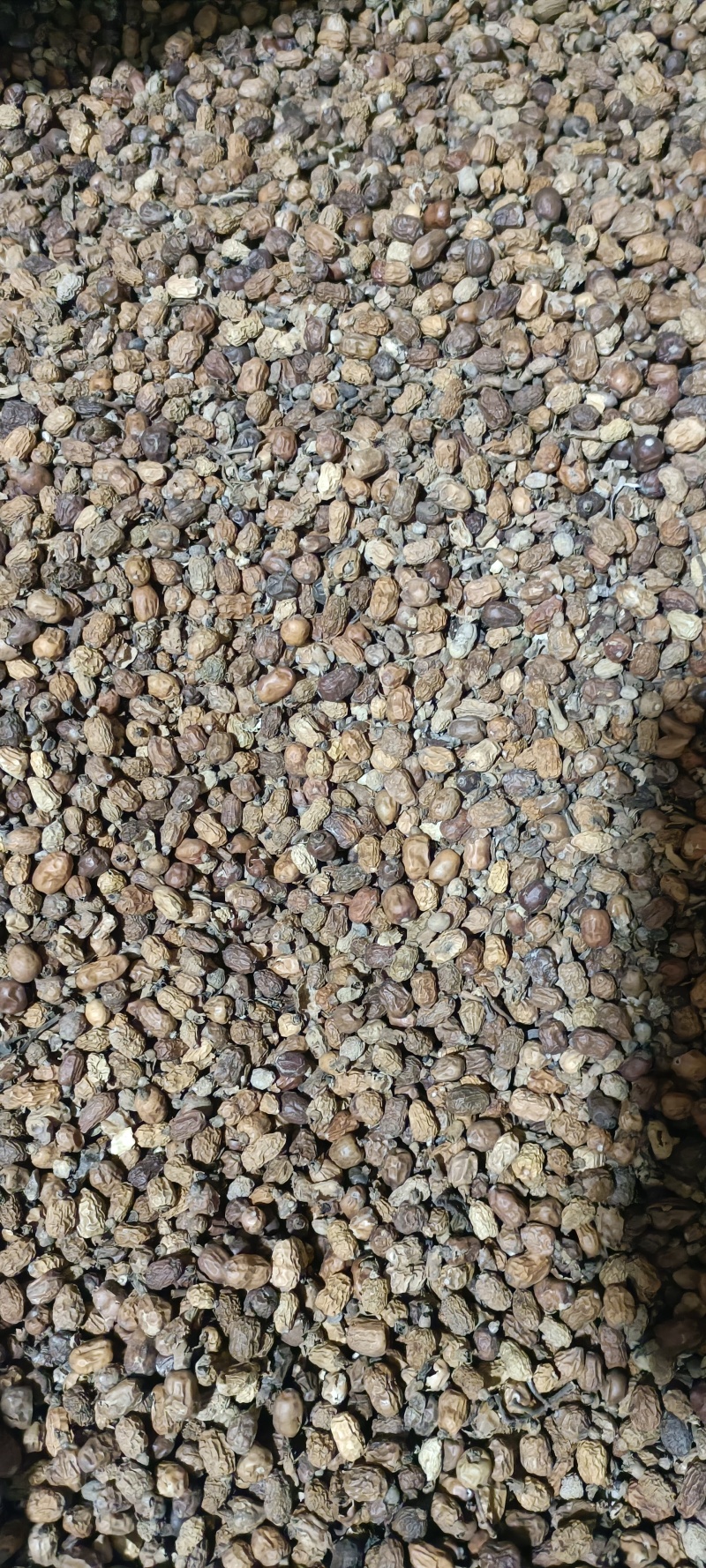 红豆蔻精品