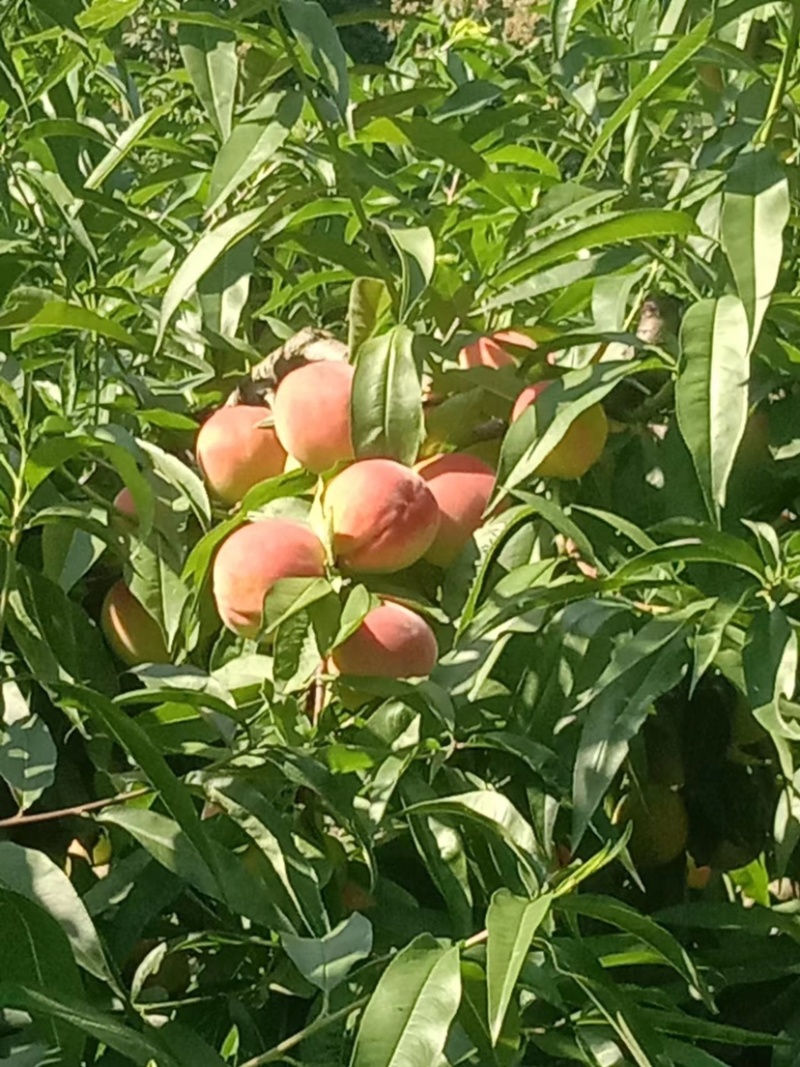 平武白花桃