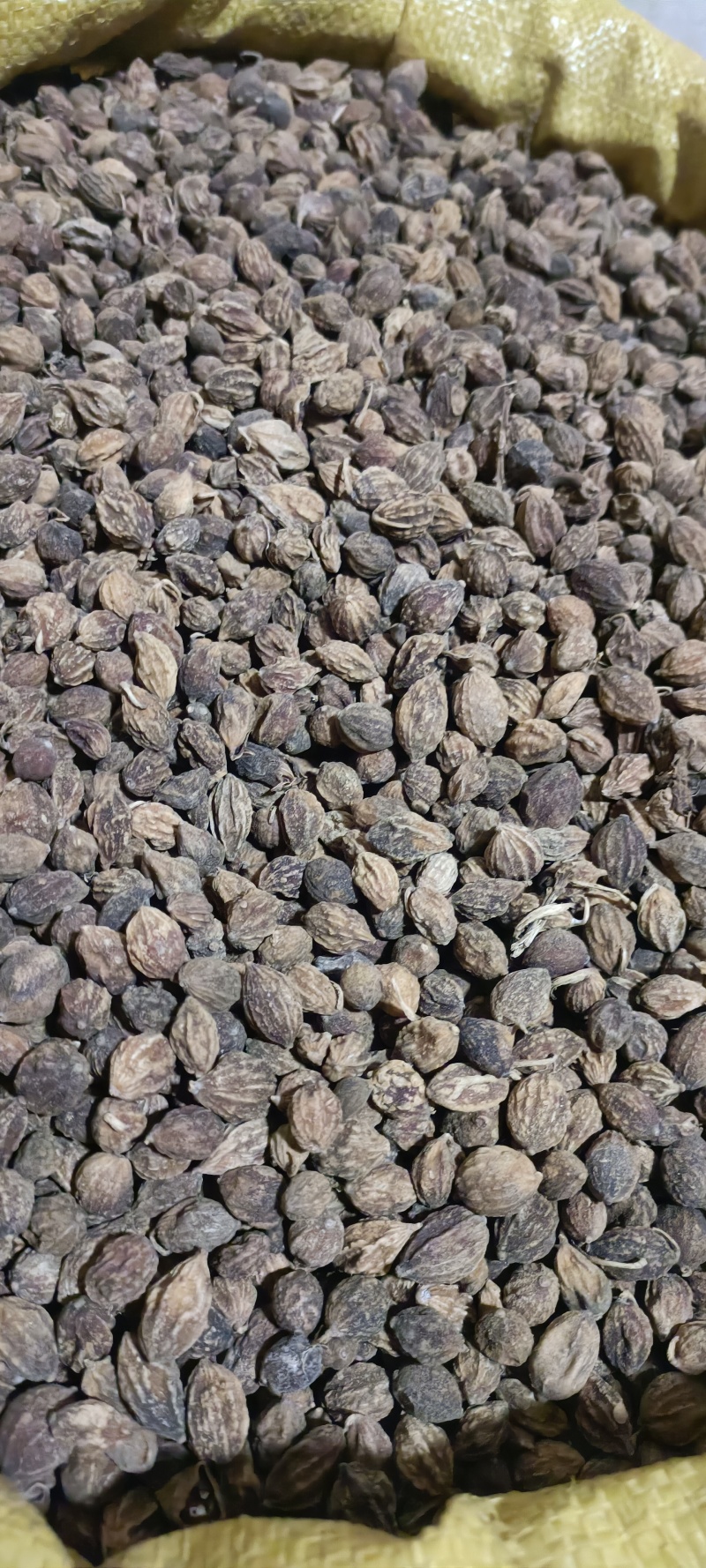 统货益智仁