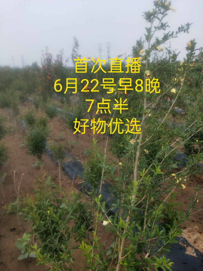 【蒙阳红甜石榴苗】突尼斯软籽石榴树，紫玉甜石榴树等